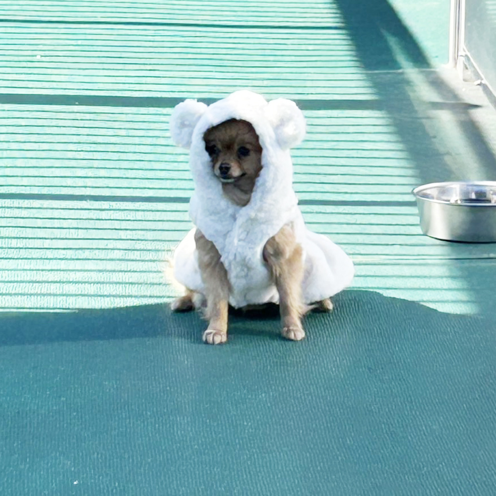 生徒が撮影したモデル犬の写真♪